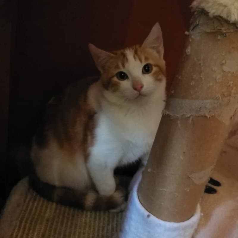 Petry, male mixed breed for adoption at Defensa Felina