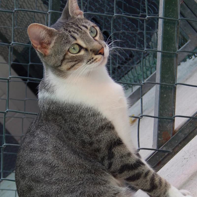 Simba, male mixed breed for adoption at Defensa Felina