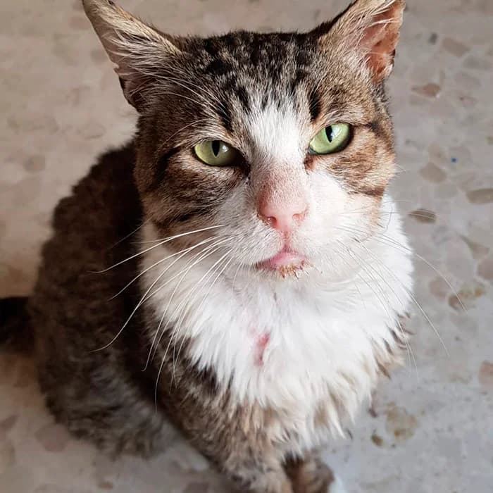 Roni, male mixed breed for adoption at Defensa Felina