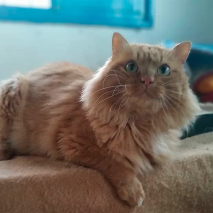 Oliver, male mixed breed for adoption at Defensa Felina