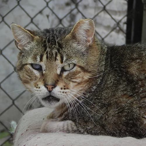 Cesar, male mixed breed for adoption at Defensa Felina