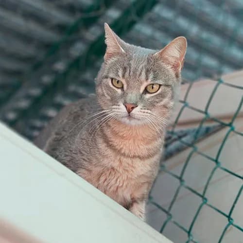 Trusty, male Mixed Breed for adoption at Defensa Felina