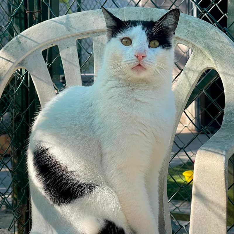 Tofu, male Mixed Breed for adoption at Defensa Felina