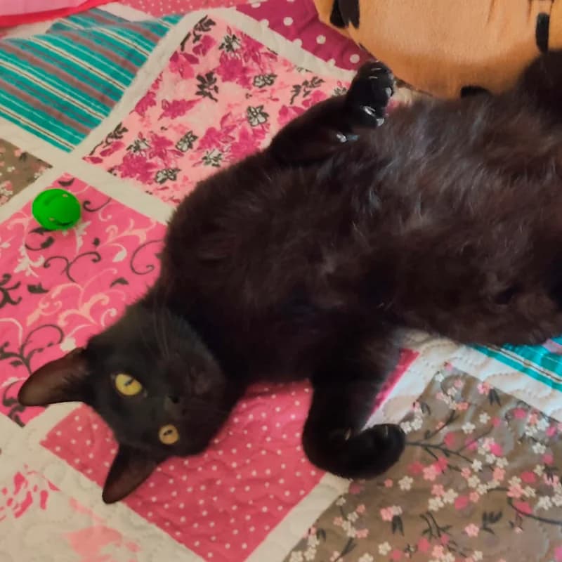 Rodolfo, male mixed breed for adoption at Defensa Felina