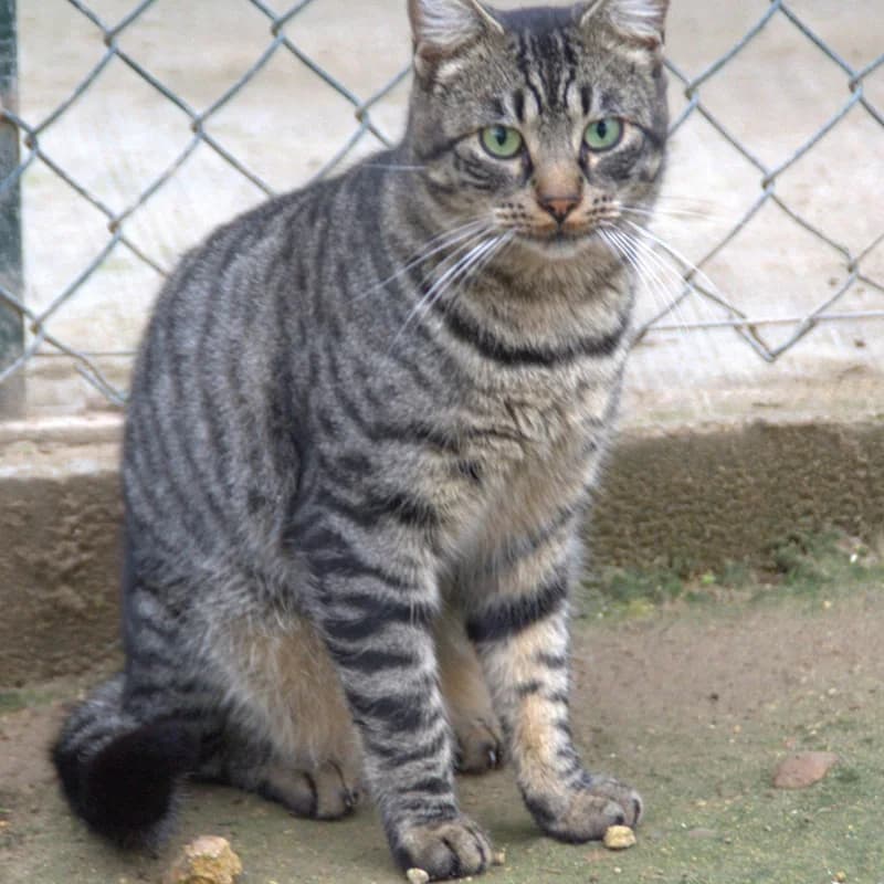 Philippe, male mixed breed for adoption at Defensa Felina