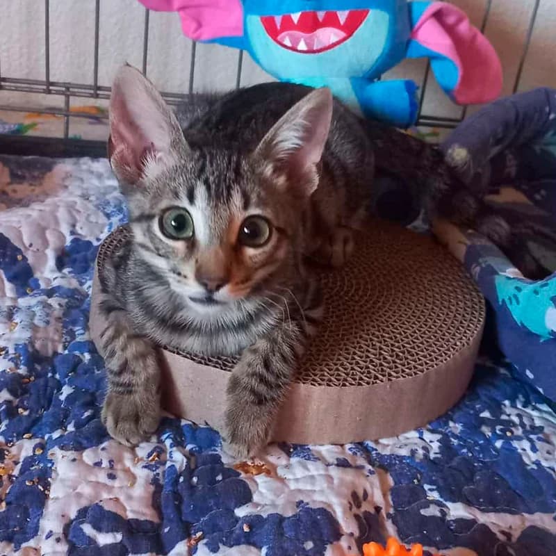 Nando, male mixed breed for adoption at Defensa Felina