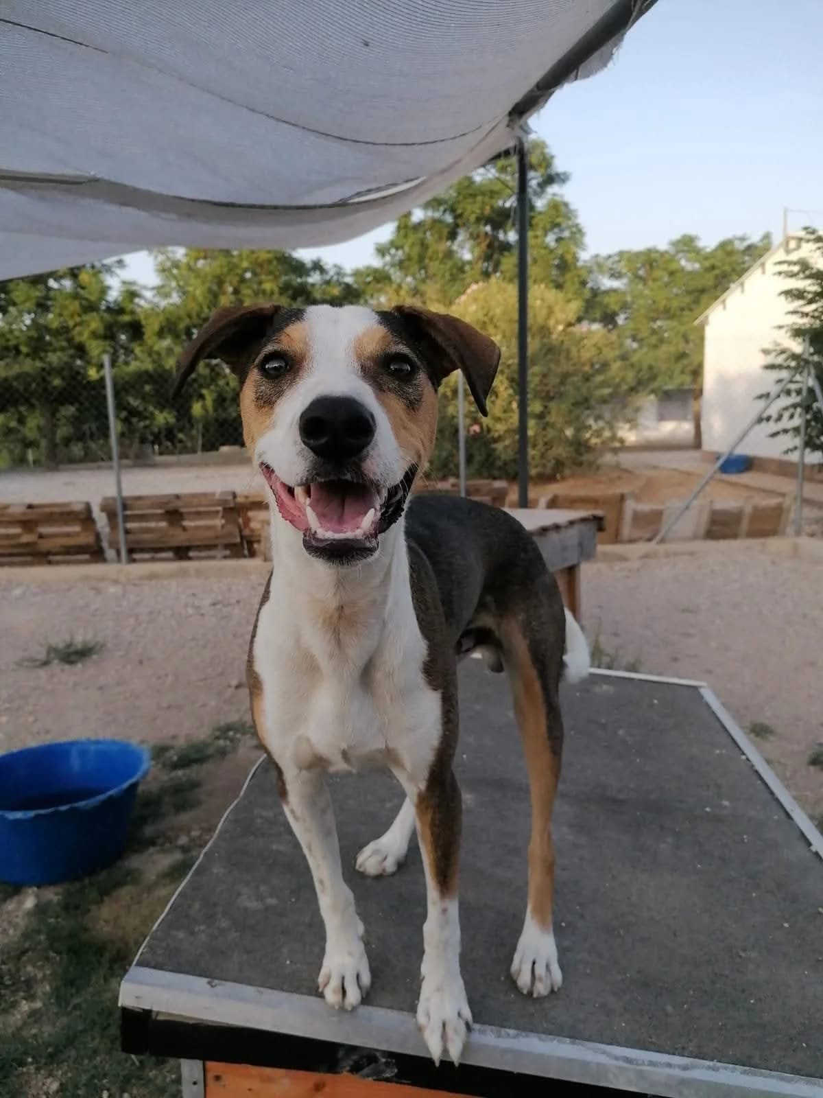 Angus, Mixed Breed (Deja Huella)