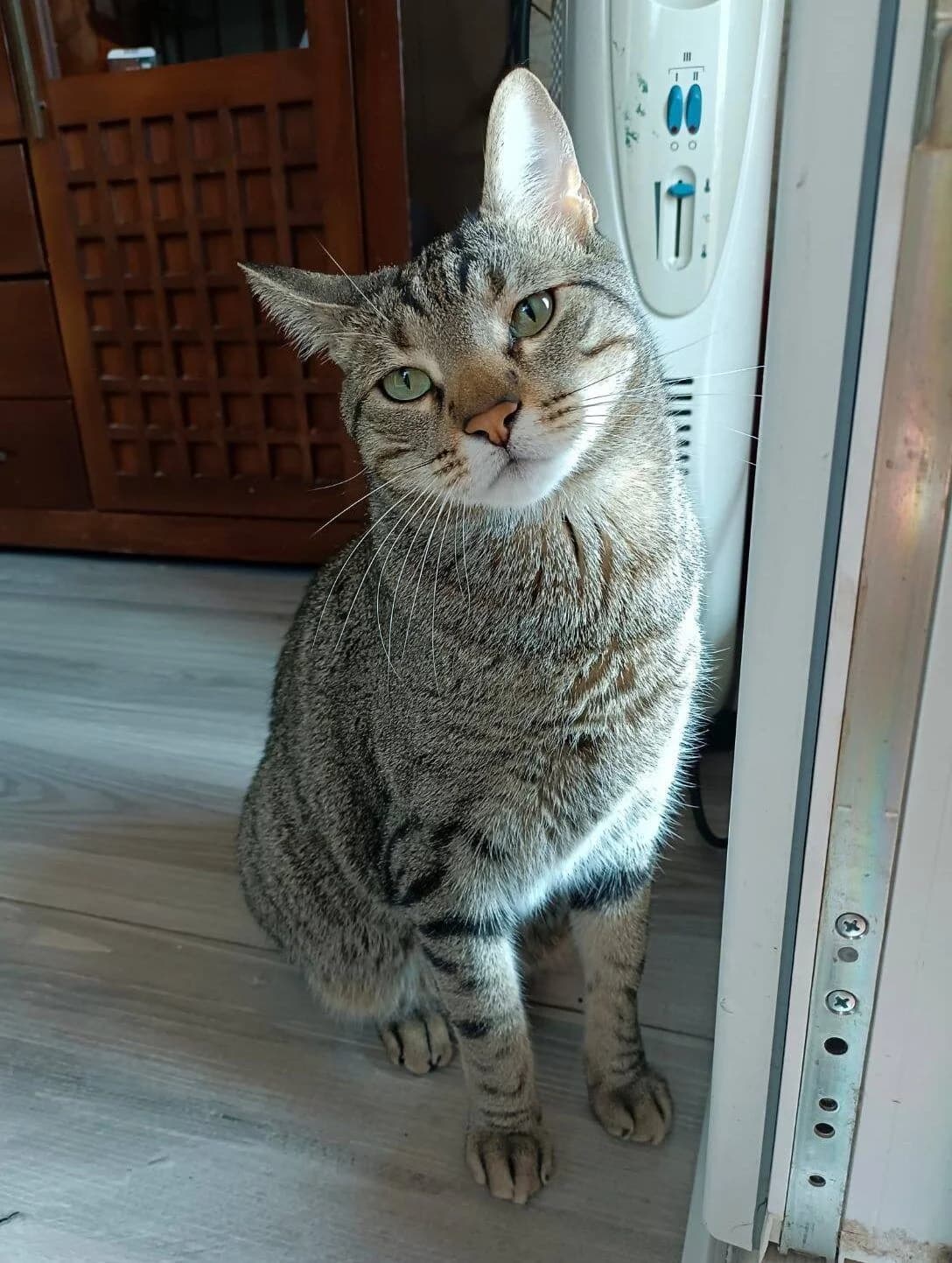 Baco, male 7yo European Shorthair for adoption at Deja Huella
