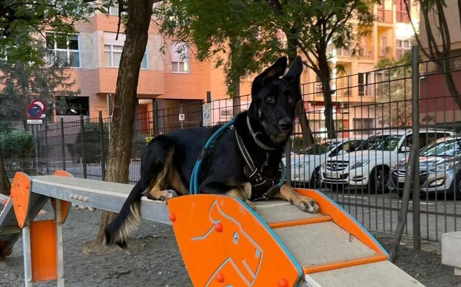 Bingo, male 4yo Belgian Malinois for adoption at Deja Huella