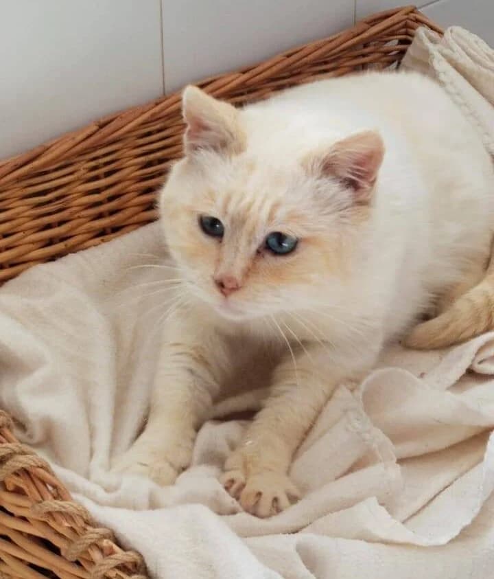 Bool, male 3yo European Shorthair for adoption at Deja Huella
