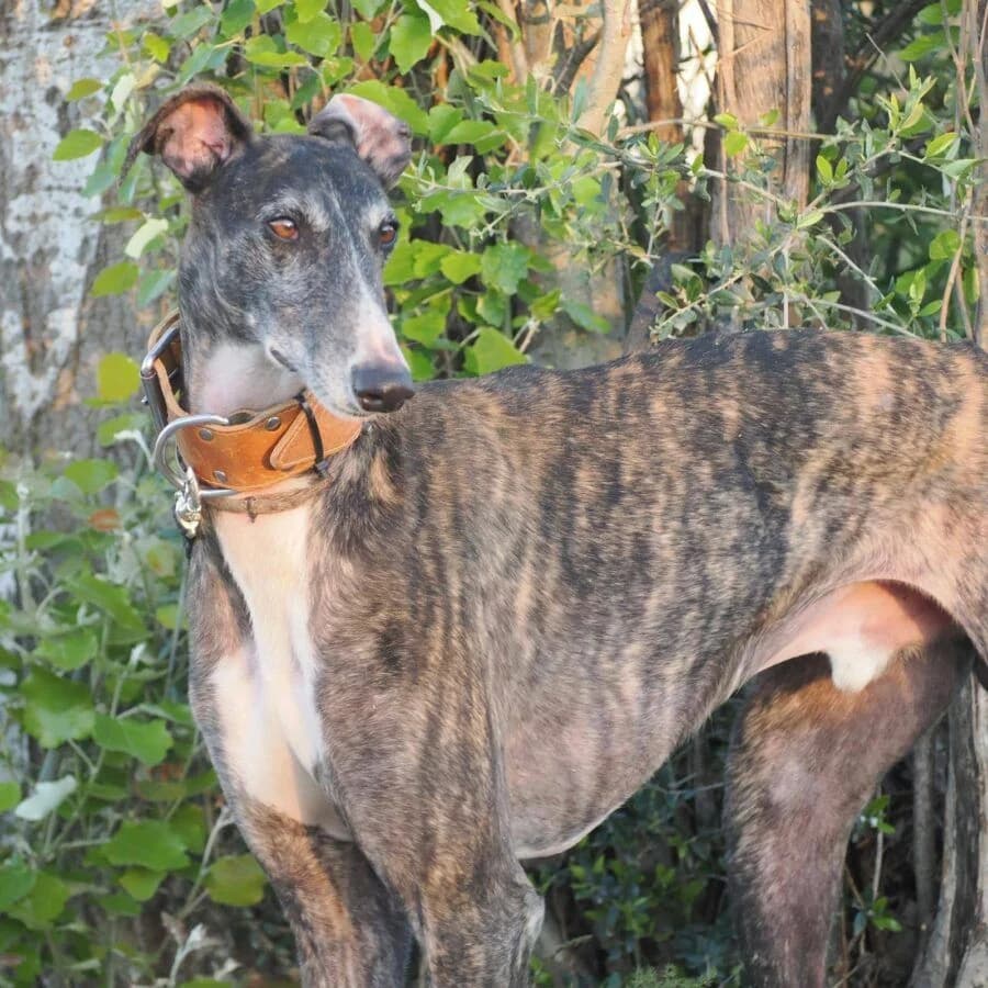 Bribón, male 3yo Galgo Español for adoption at Deja Huella