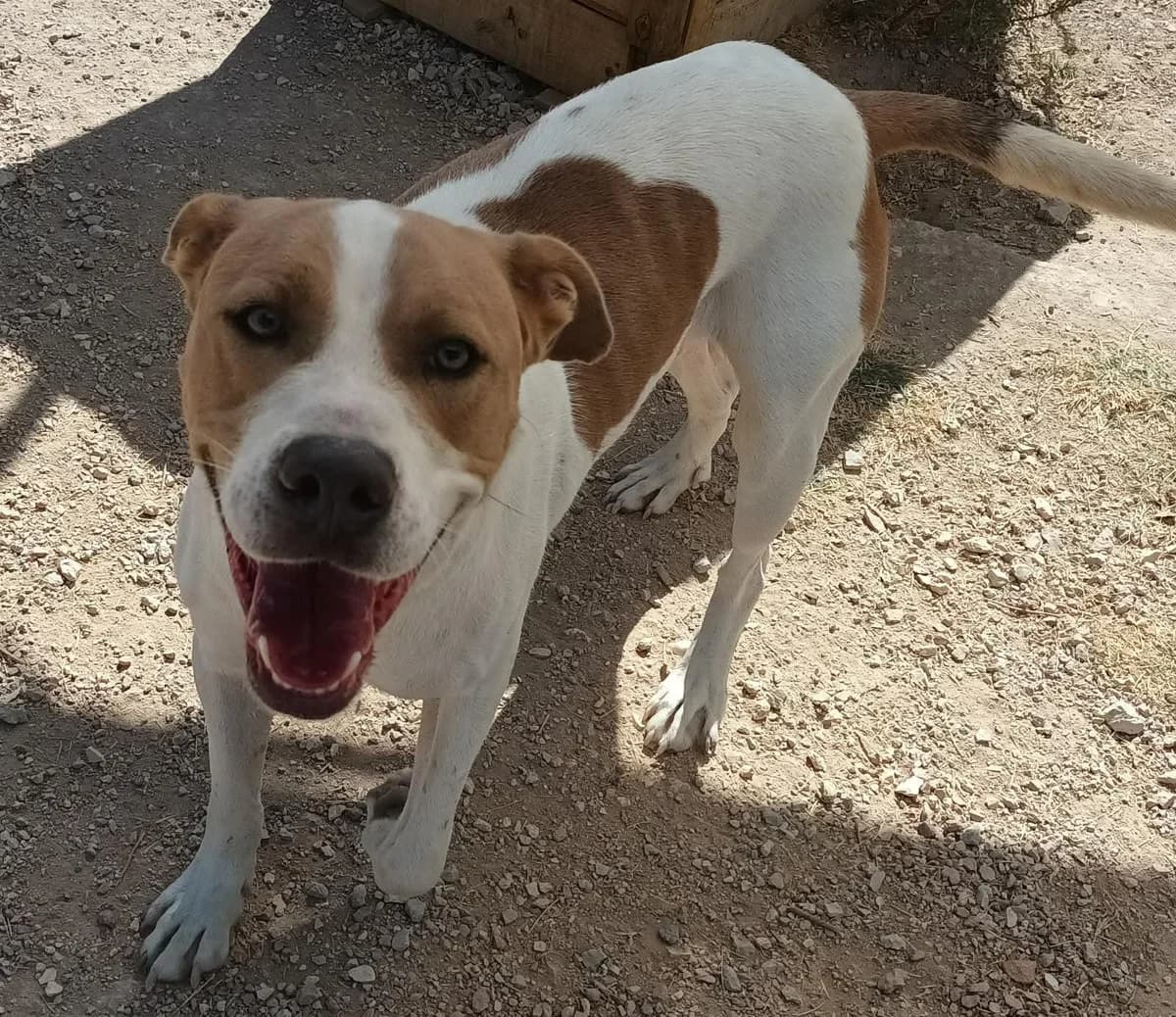 Daemon, male 5yo mixed breed for adoption at Deja Huella