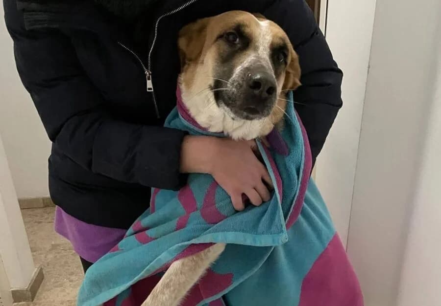 Dana, female young Mixed Breed for adoption at Deja Huella