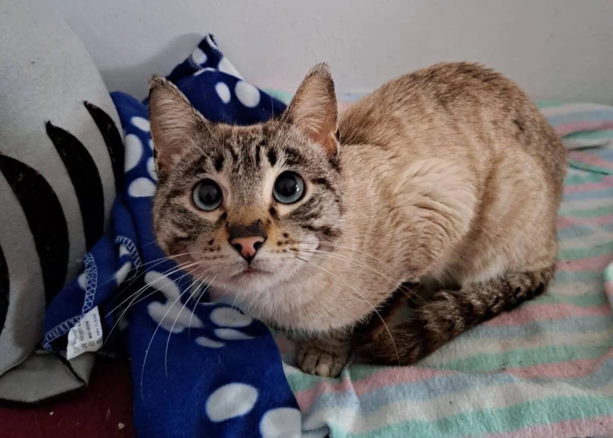 Dante, male young Siamese for adoption at Deja Huella