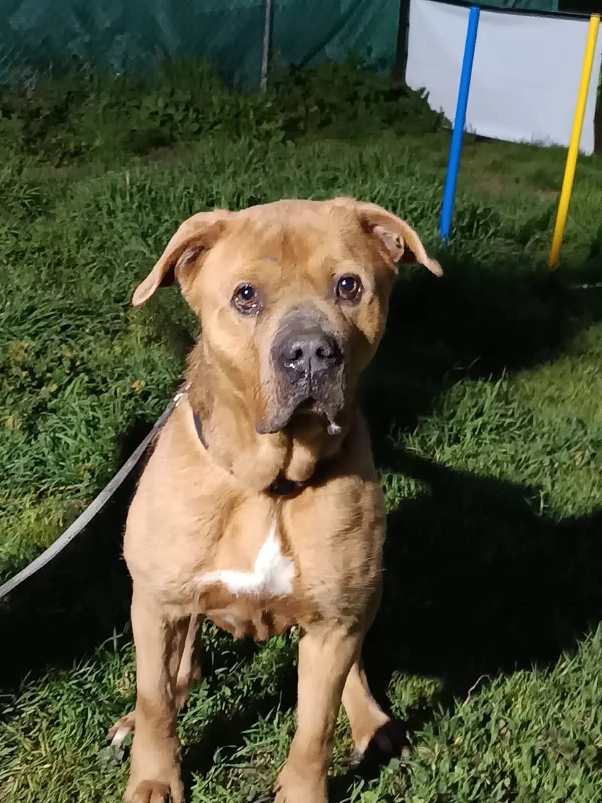 Dexter, male 7yo mixed breed for adoption at Deja Huella
