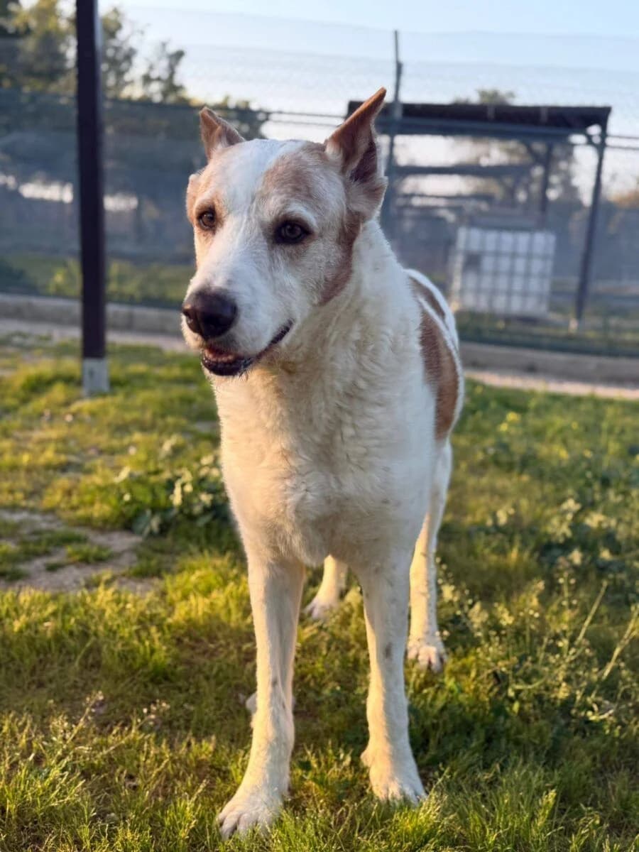 Drogo, male senior mixed breed for adoption at Deja Huella