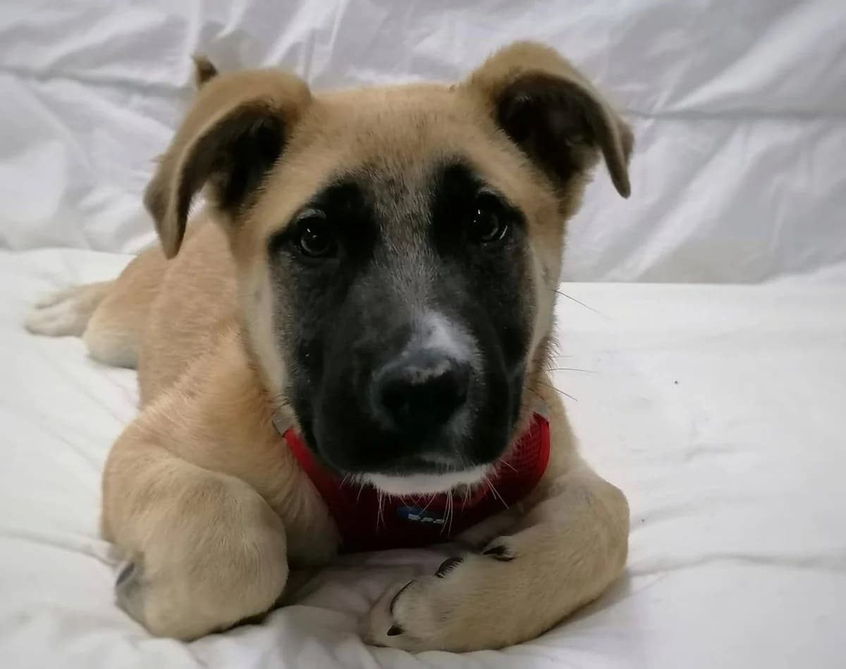 ECO, male young Belgian Malinois for adoption at Deja Huella