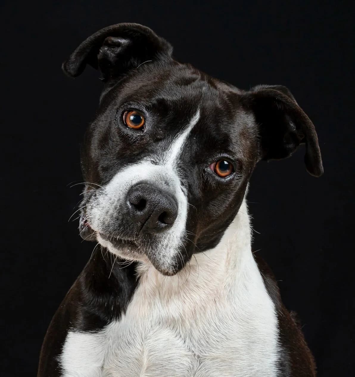 Flama, female senior mixed breed for adoption at Deja Huella