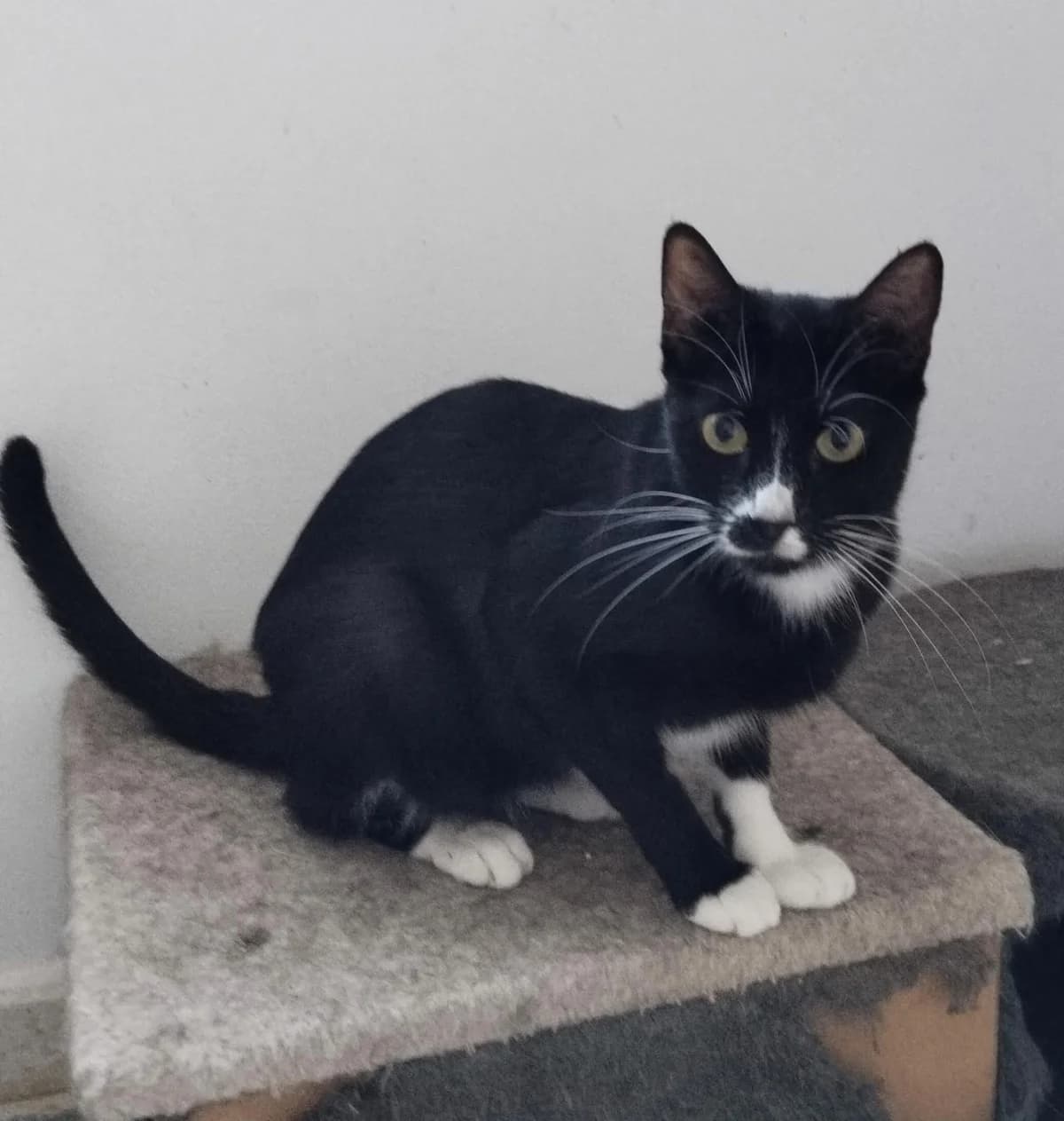 Hammer, male 5yo European Shorthair for adoption at Deja Huella
