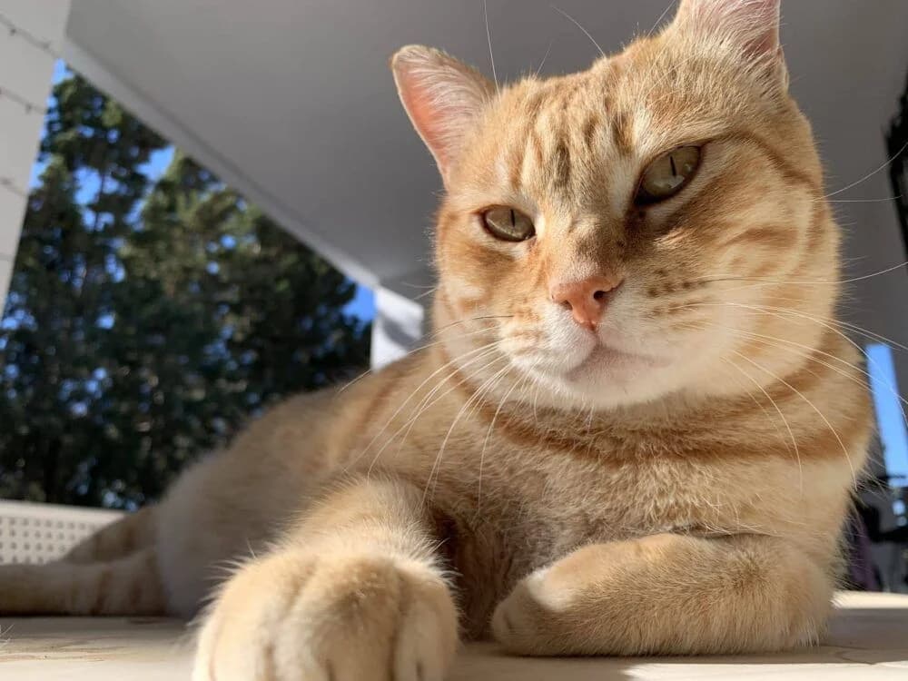Harry, male senior European Shorthair for adoption at Deja Huella