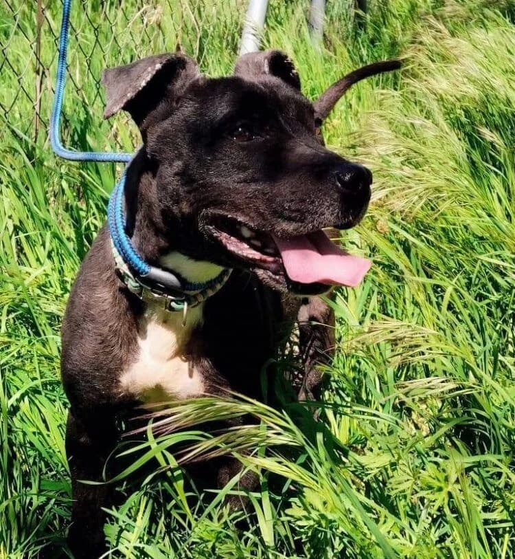 Hera, female 5yo Pit Bull Terrier for adoption at Deja Huella