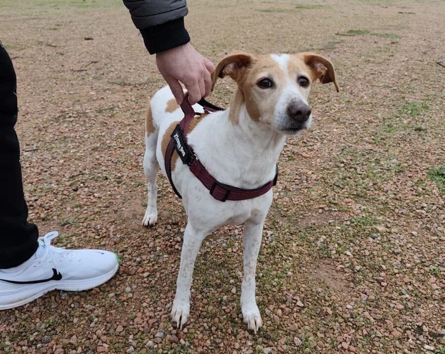 Indhia, female senior Brittany Spaniel for adoption at Deja Huella