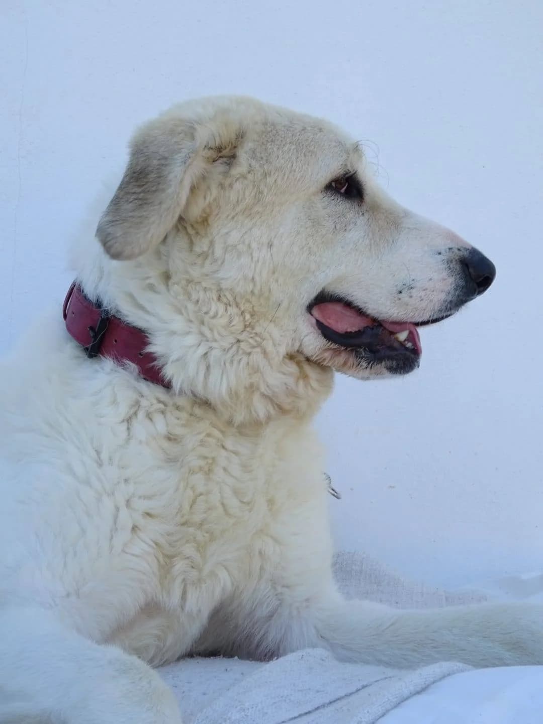Kenai, male 3yo mixed breed for adoption at Deja Huella