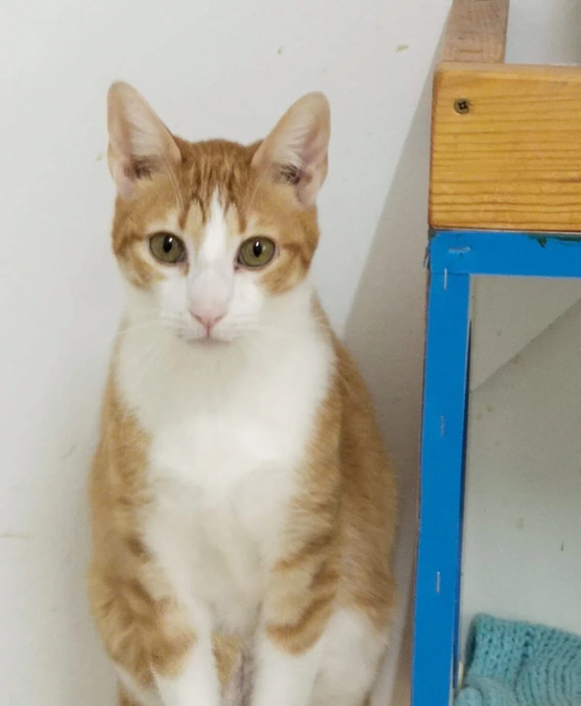 Kenu, male 4yo European Shorthair for adoption at Deja Huella