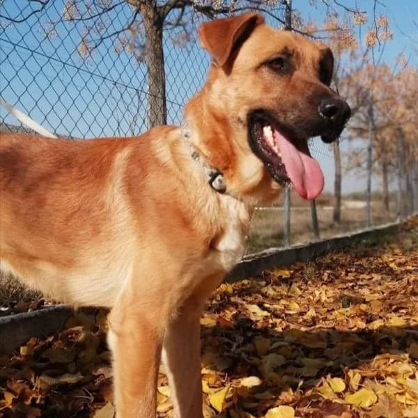 Koke, male 6yo Mixed Breed for adoption at Deja Huella