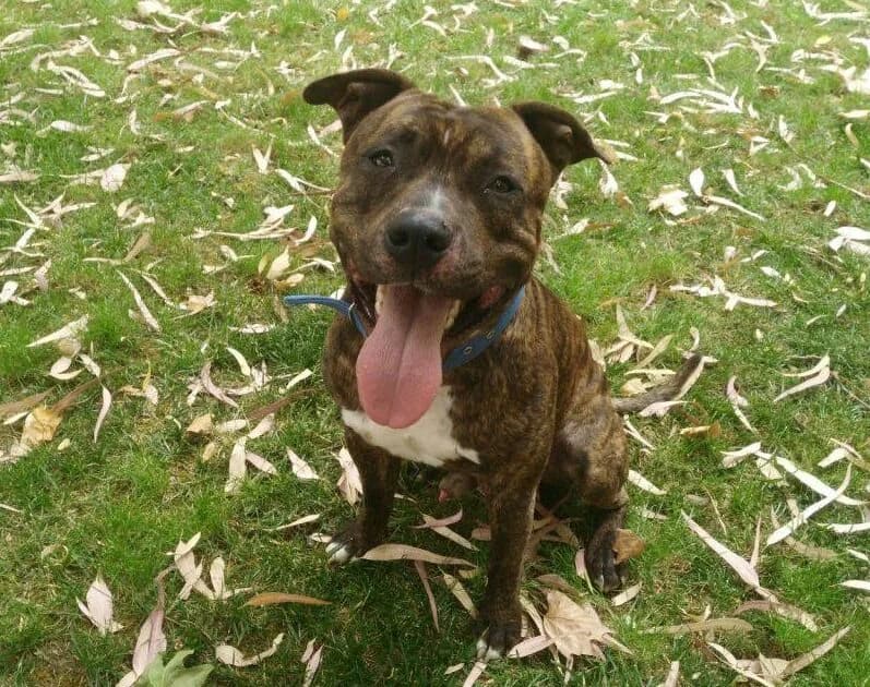 Kimbo, male senior American Staffordshire Terrier for adoption at Deja Huella