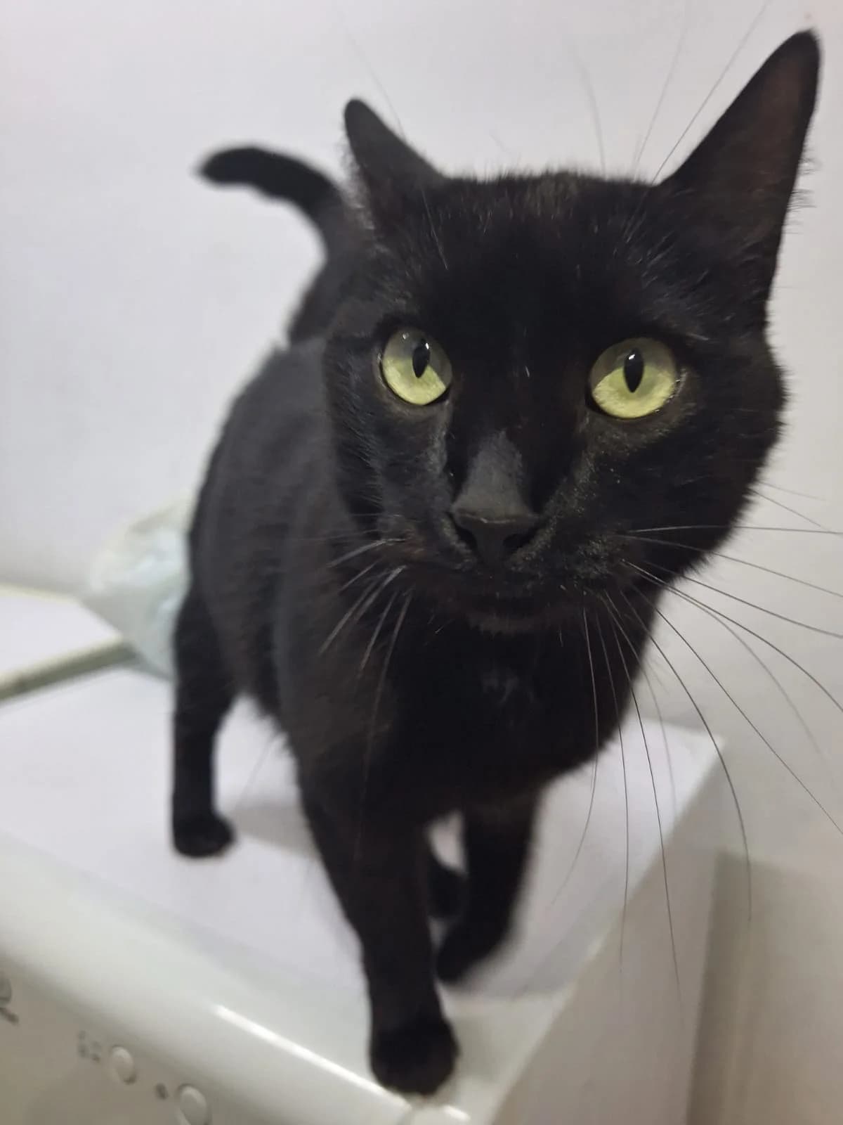 Leda, female 5yo European Shorthair for adoption at Deja Huella