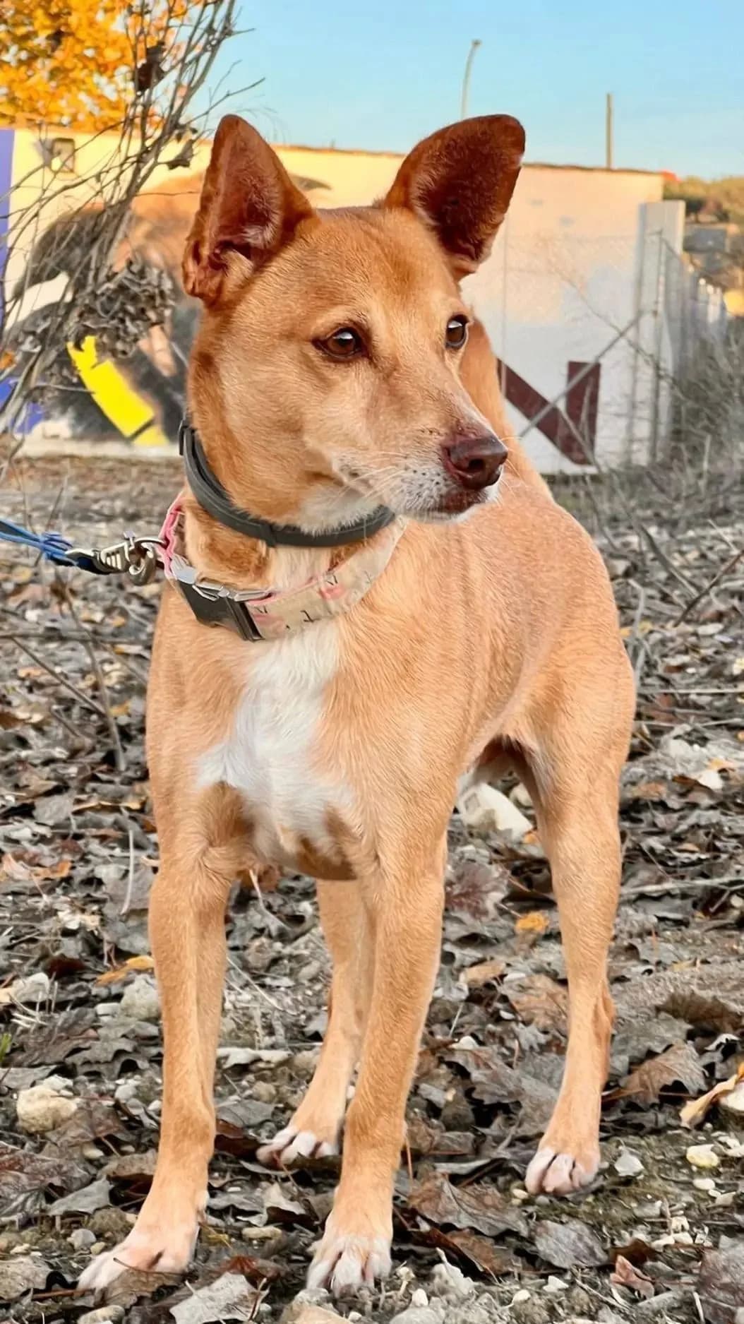 Lupin, male Podenco for adoption at Deja Huella