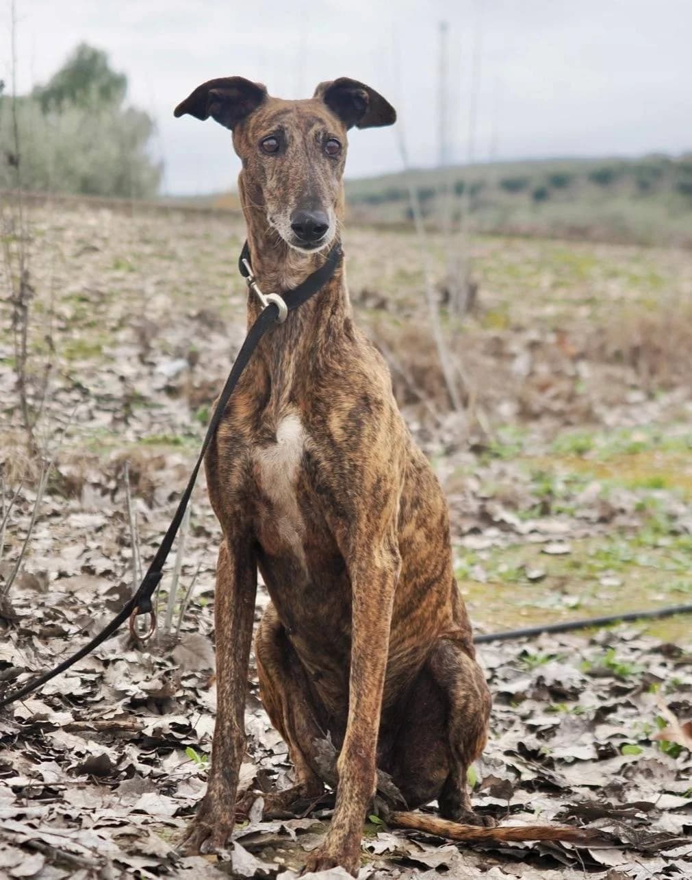 Miel, female senior Galgo Español for adoption at Deja Huella