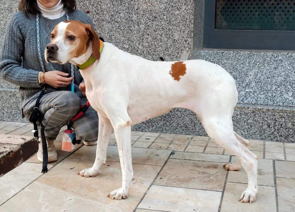 Nanay, female 4yo Pointer for adoption at Deja Huella