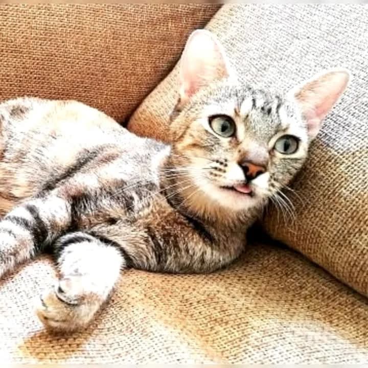 Phoebe, female senior mixed breed for adoption at Deja Huella