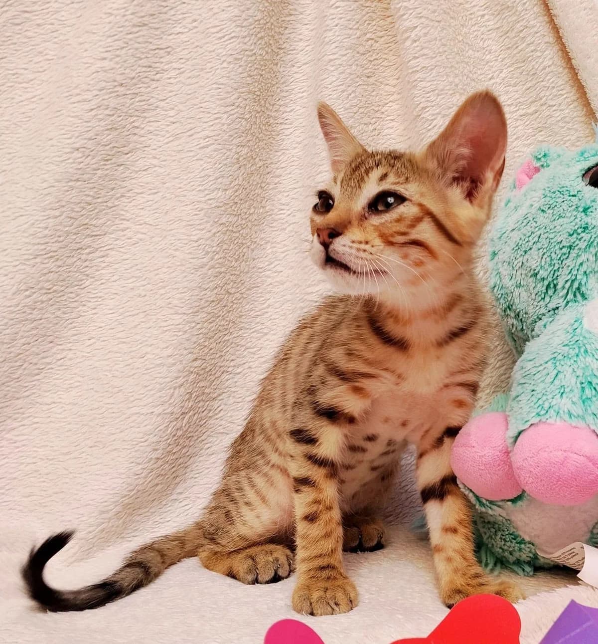 Ra, male mixed breed for adoption at Deja Huella