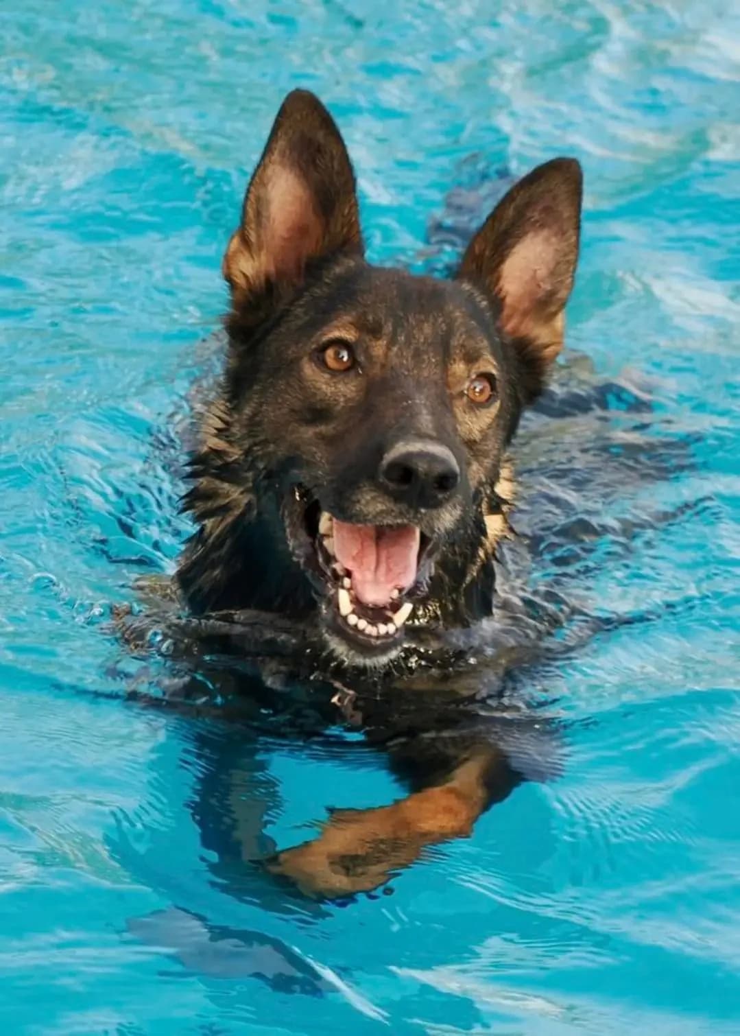 Rolo, male 5yo Belgian Malinois for adoption at Deja Huella