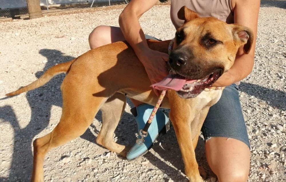 Rusia, female senior Pit Bull Terrier for adoption at Deja Huella