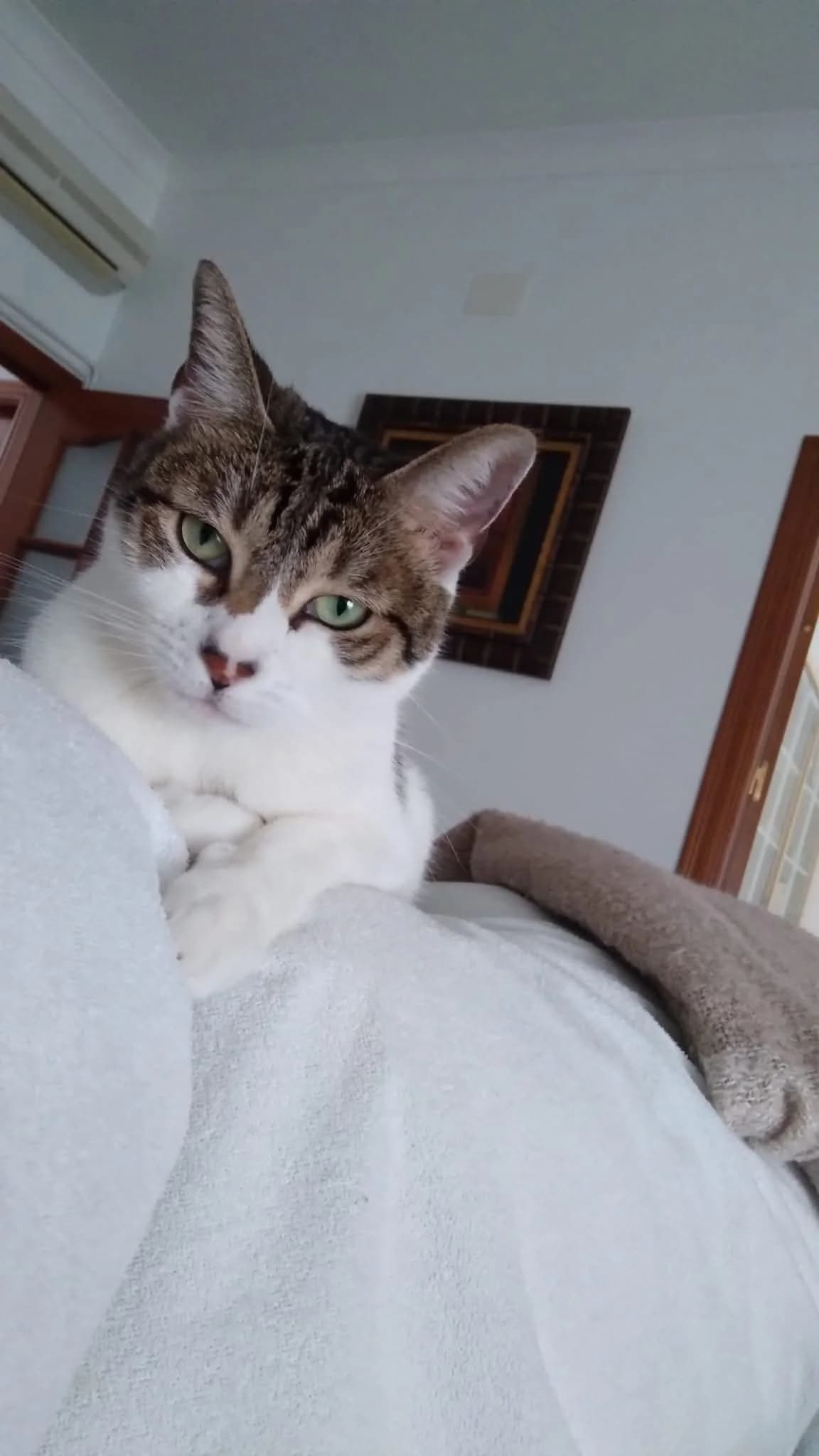 Sam, female senior European Shorthair for adoption at Deja Huella