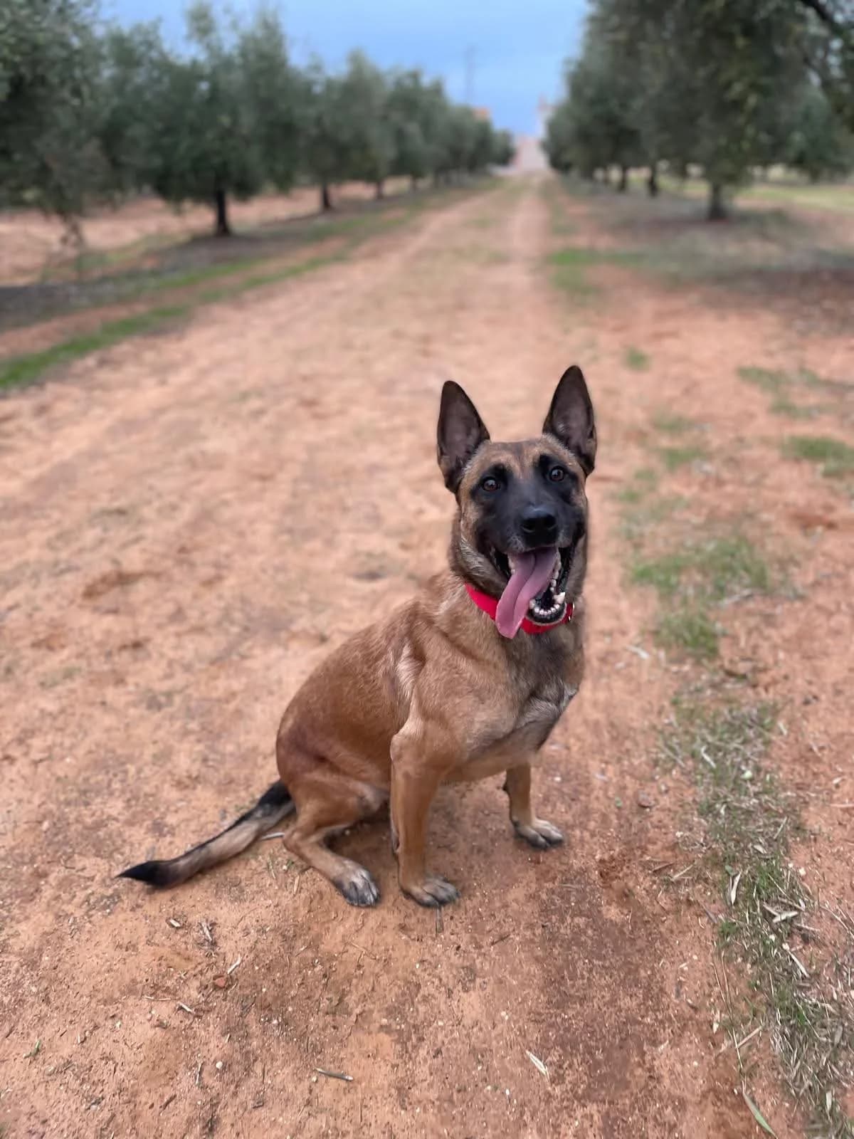 Seth, male 7yo Belgian Malinois for adoption at Deja Huella