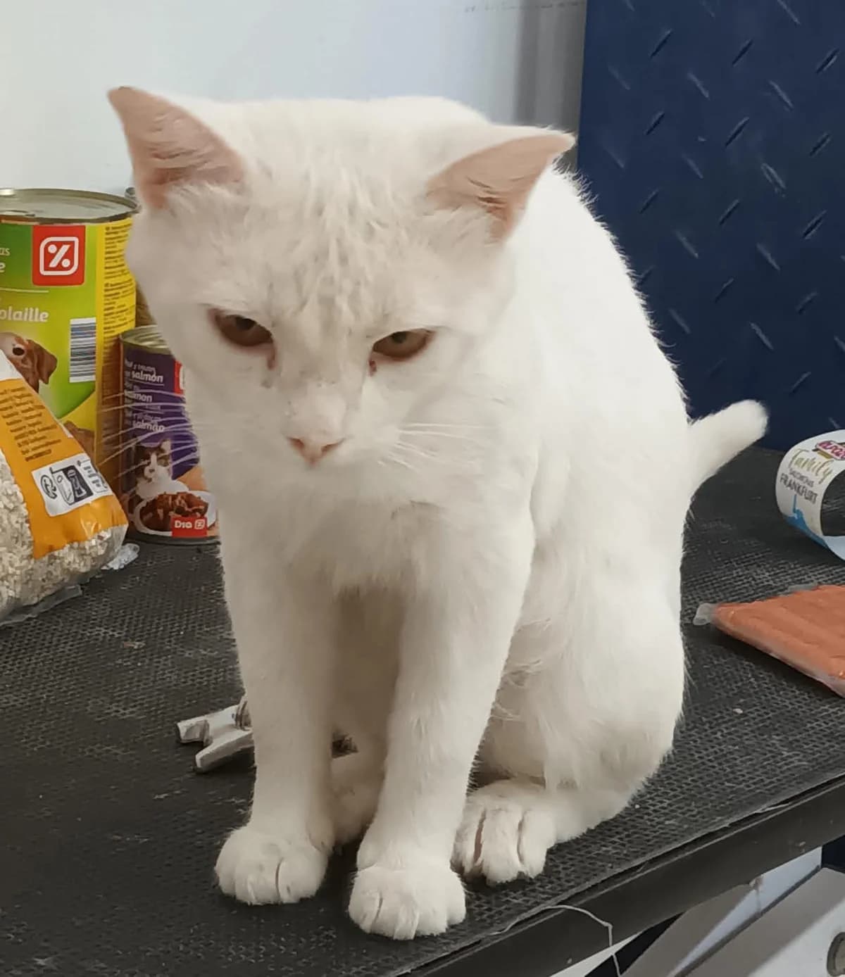 Sirio, male 4yo European Shorthair for adoption at Deja Huella