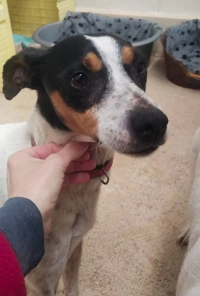 Tango, male senior mixed breed for adoption at Deja Huella