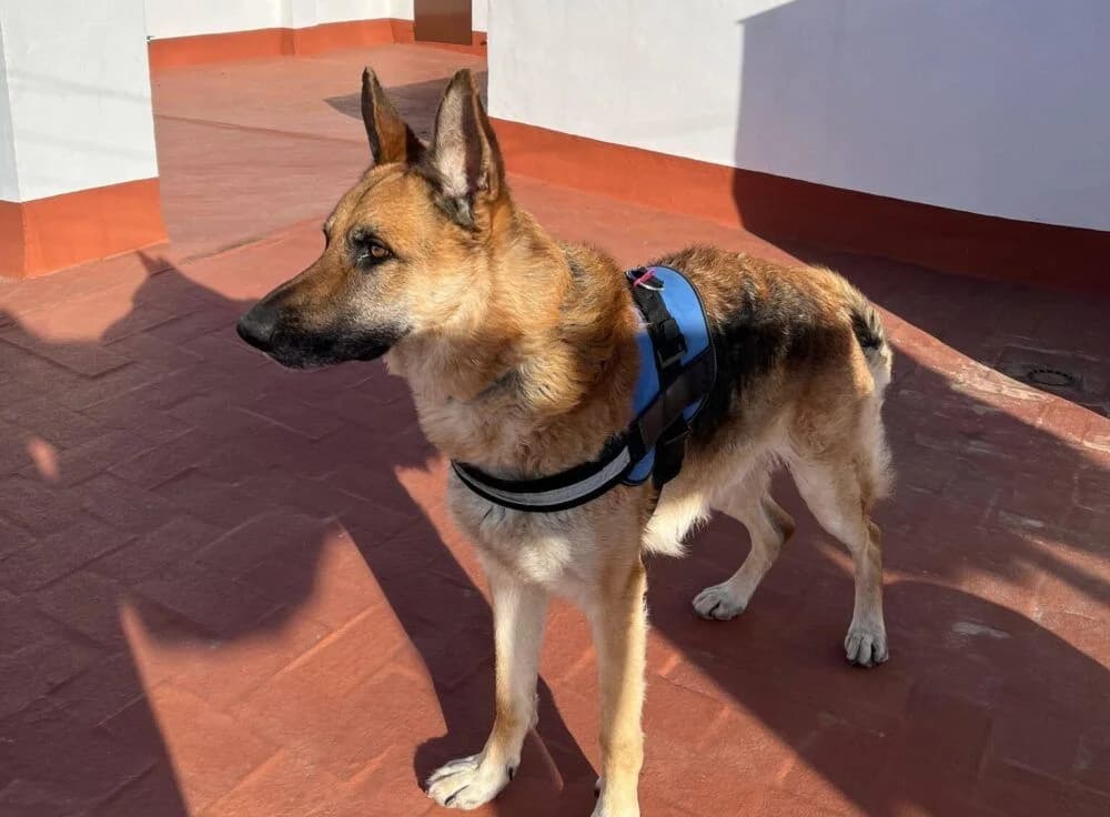 Tayson, male 4yo German Shepherd for adoption at Deja Huella