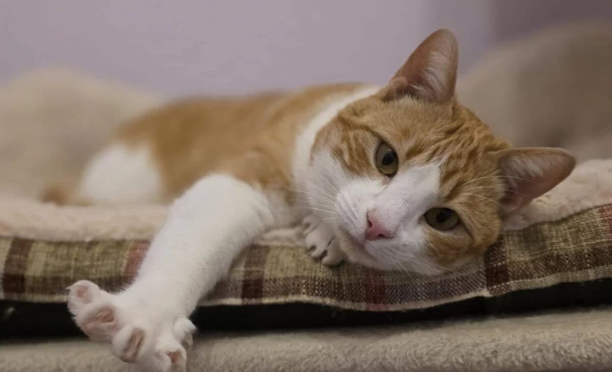 Terry, male young European Shorthair for adoption at Deja Huella