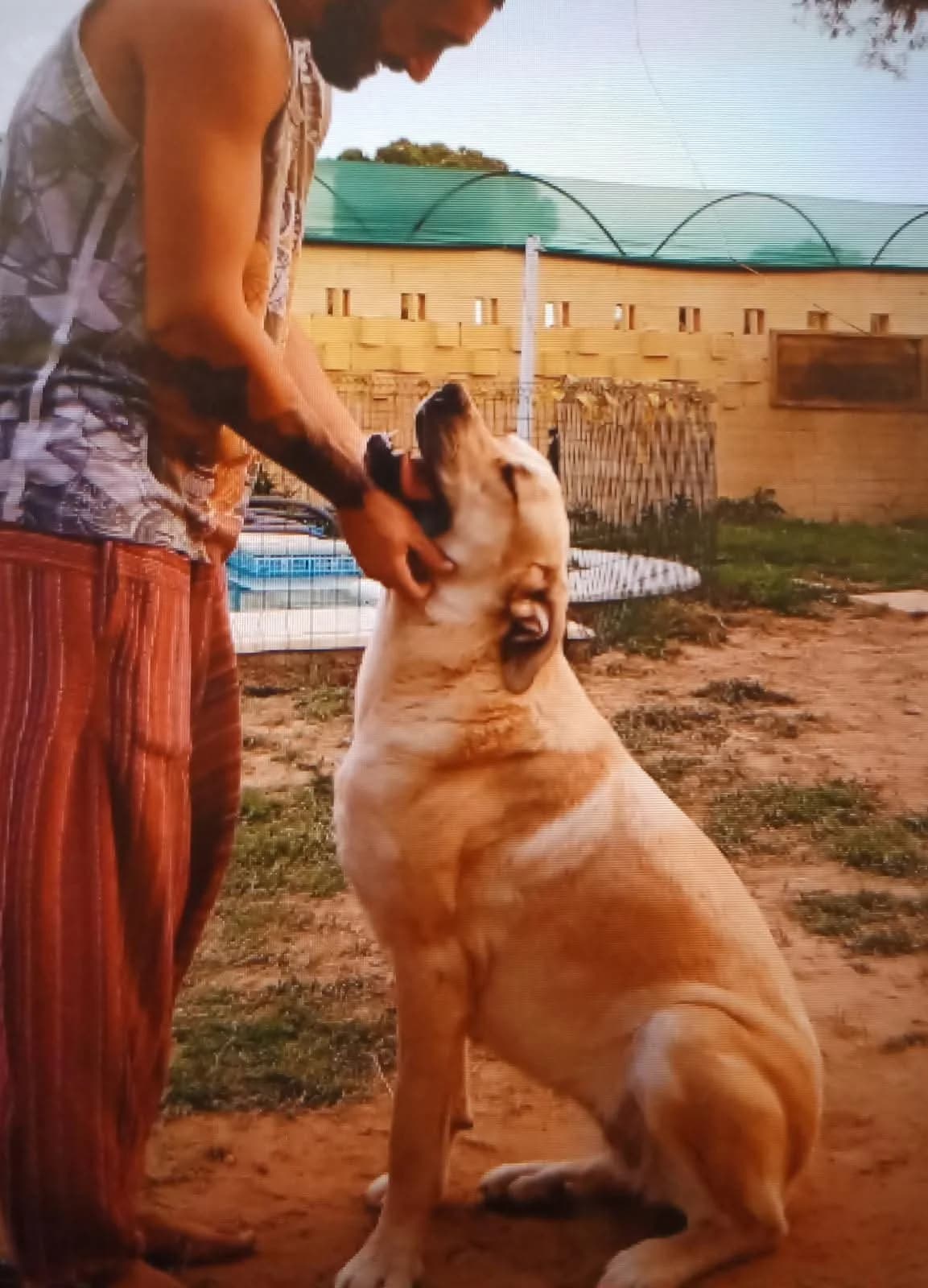 Tuti, female 7yo mixed breed for adoption at Deja Huella