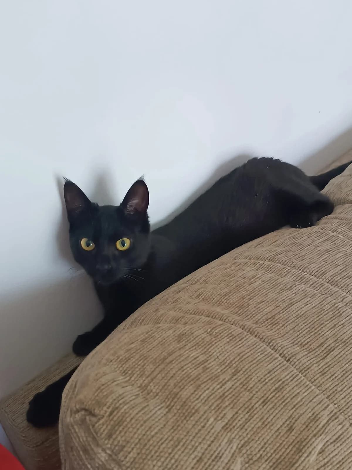 Venus, female young European Shorthair for adoption at Deja Huella