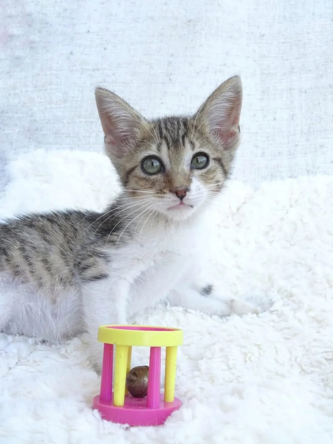 Warrio, male young European Shorthair for adoption at Deja Huella
