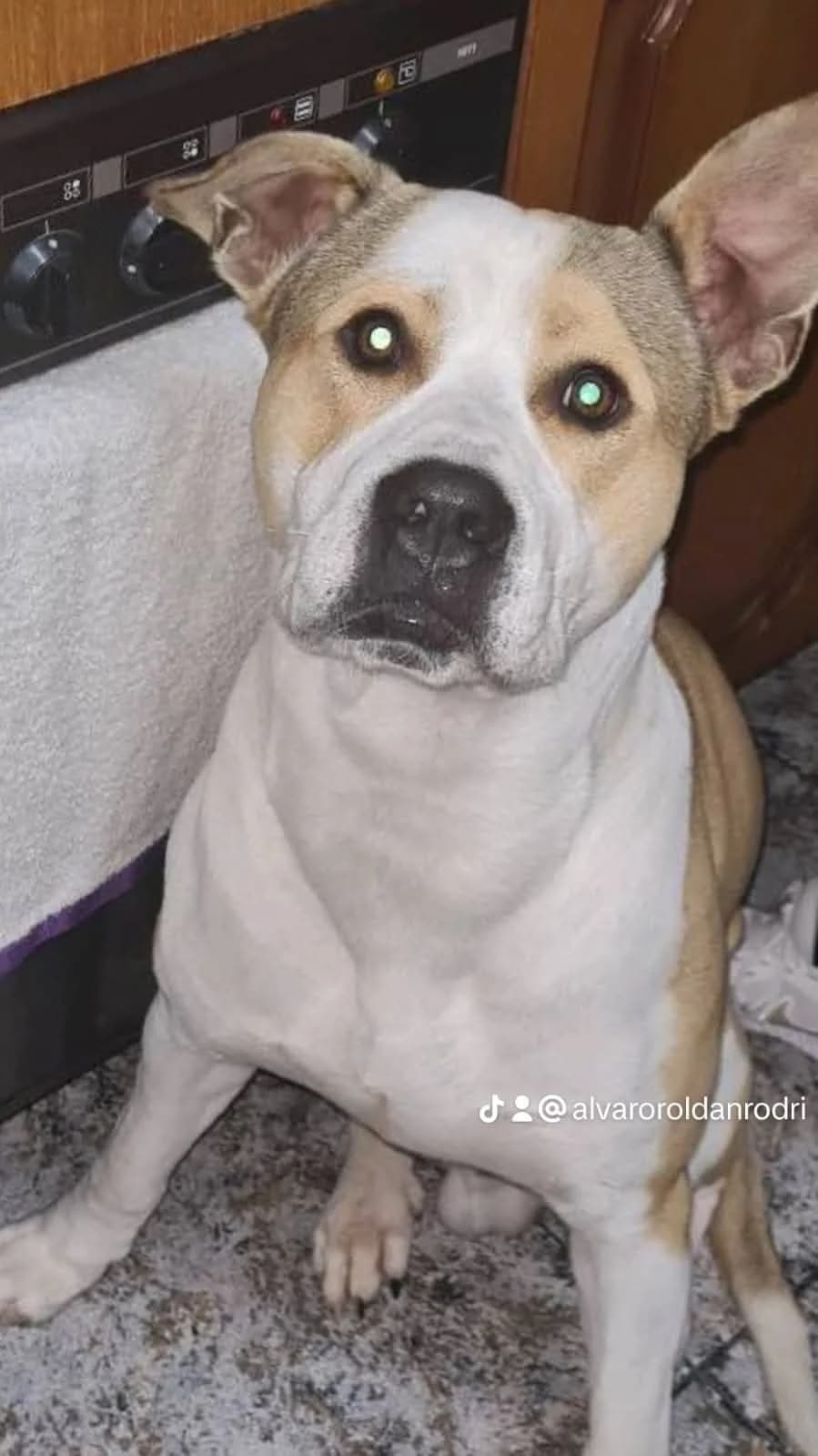 Zeus, male 4yo mixed breed for adoption at Deja Huella