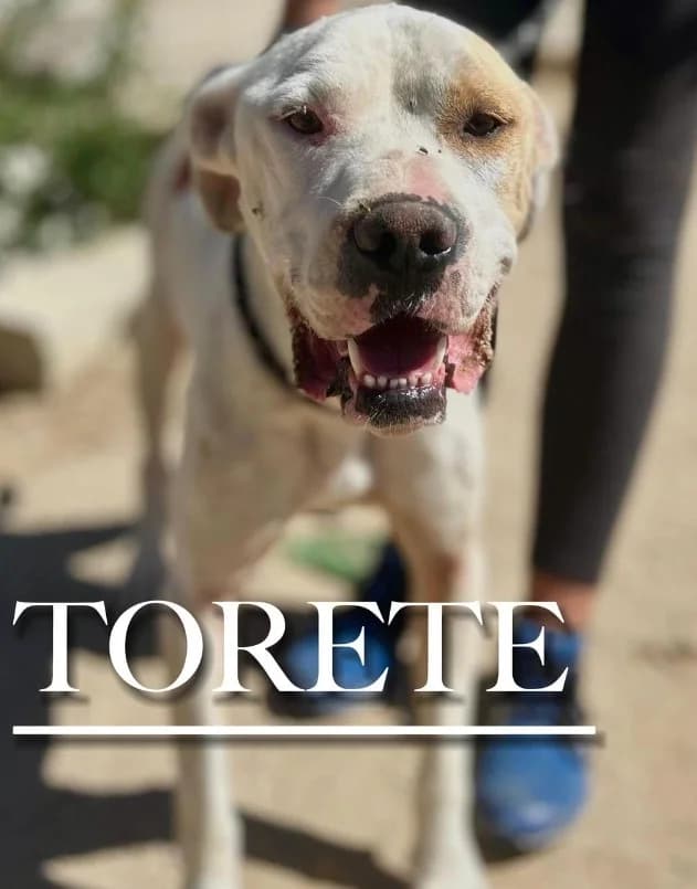 TORETE, male 4yo American Staffordshire Terrier for adoption at DogHorseCity, Toledo