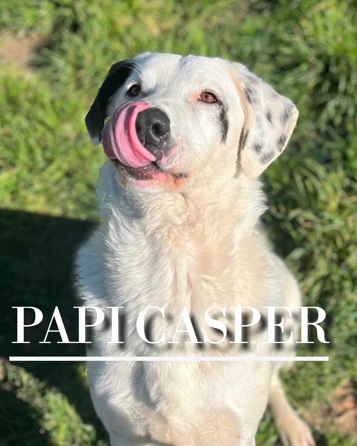 PAPI CASPER,  3yo Mixed Breed for adoption at DogHorseCity, Toledo